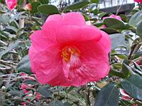 Camellia Japonica cv Drama Girl (fam. Theacees) (Photo F. Mrugala, Lyon, Parc de la tete d'or) (4)